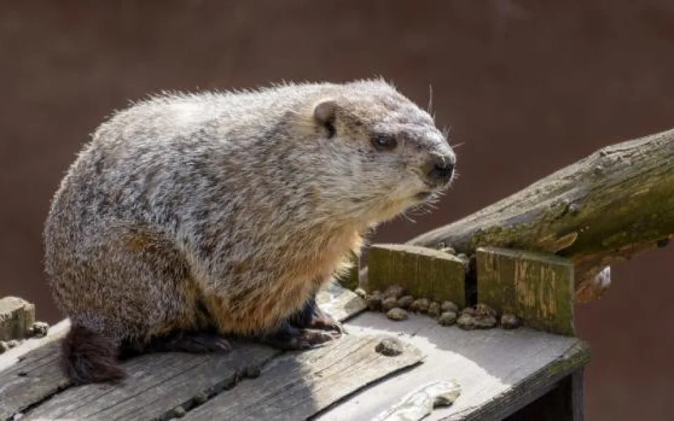 Po zimním spánku se v pražské zoo probudil svišť. Oznámil tak příchod jara