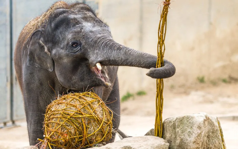 Velikonoční nadílku dnes dostala také zvířata v pražské zoo