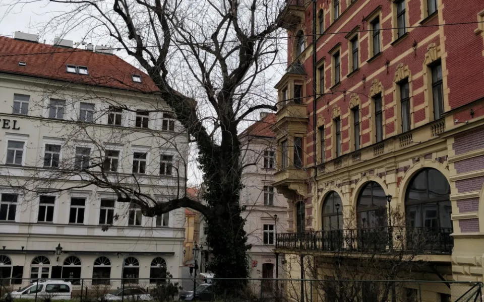 Praha Sobě znovu neuspěla s usnesením proti kácení stromu na Smetanově nábřeží
