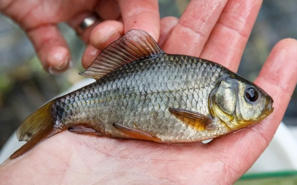 Pražská zoo nově chová karase obecného. Zachraňuje tak původní český druh