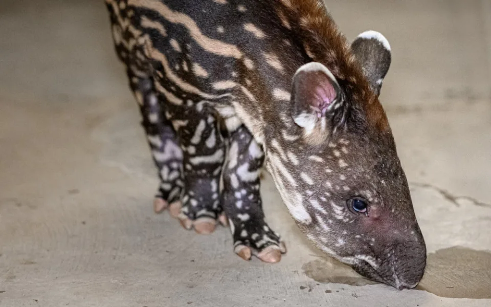 V pražské zoo se před týdnem narodilo mládě tapíra