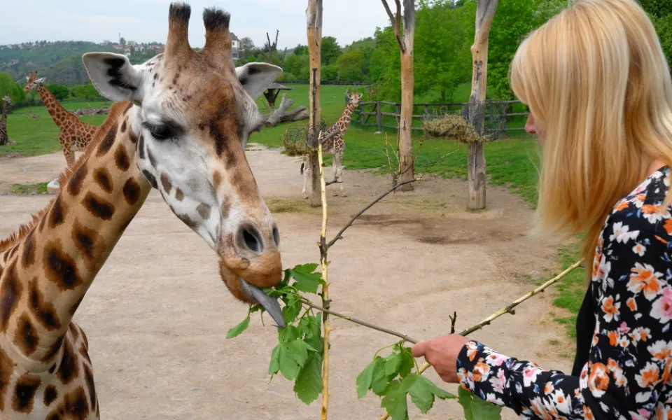V pražské zoo zemřela druhá nejstarší žirafa v Evropě. Veterinář uspal pětadvacetiletou Elišku