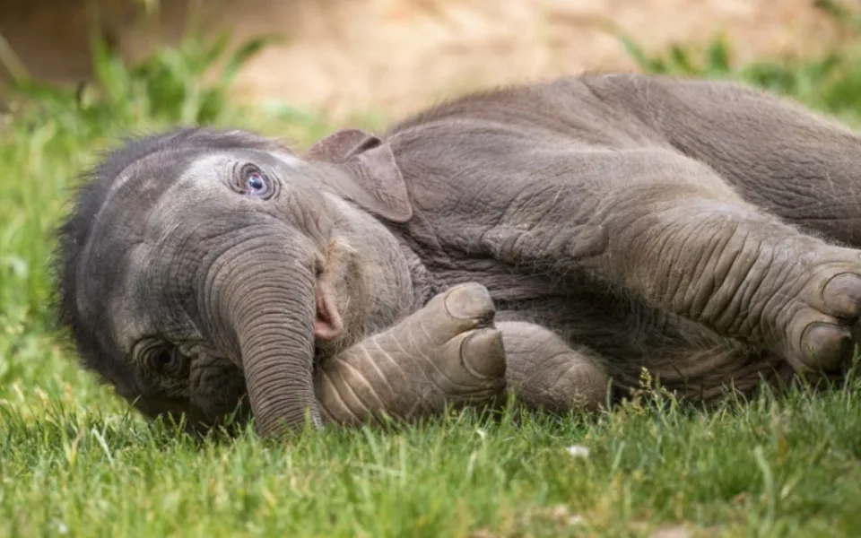 V zoo oslavila své první narozeniny slonice Amalee
