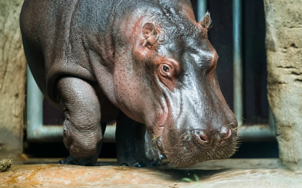 Hroch Fanda z pražské zoo včera odjel do Francie