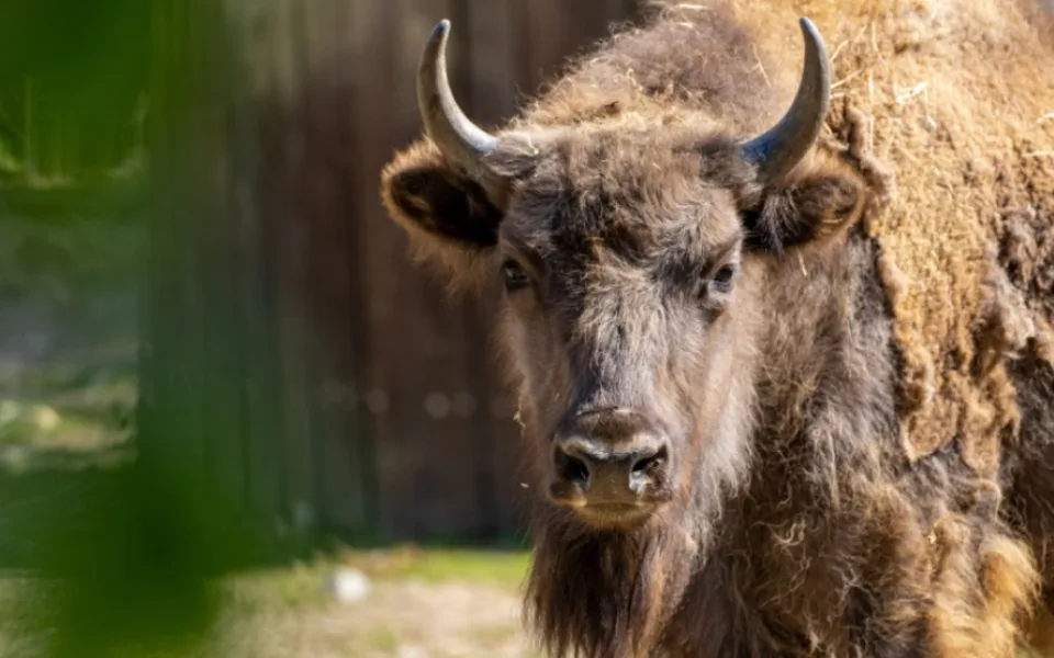 Zubří samice Prixi míří z pražské zoo do volné přírody