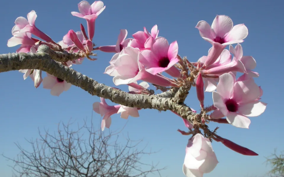 Adenium boehmianum