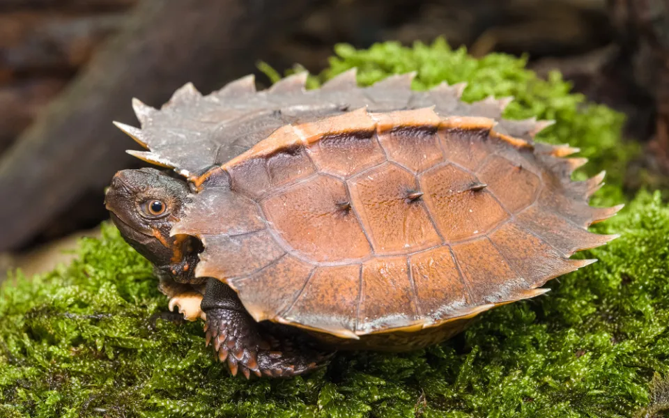 V pražské zoo se vylíhla ohrožená želva ostnitá