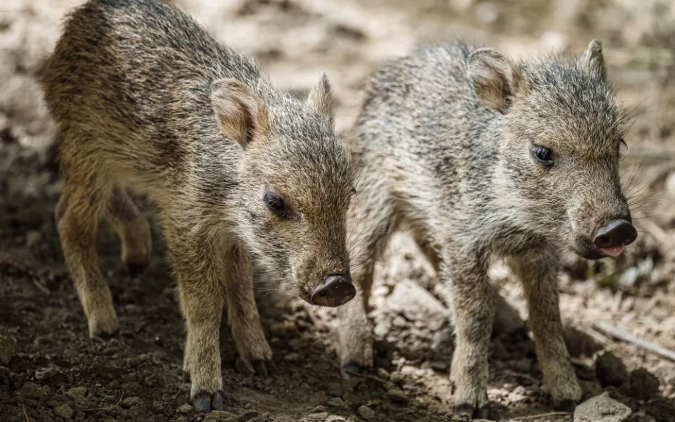 V Zoo Praha se narodila dvě mláďata pekariů Wagnerových. Zahrada jich má už jedenáct