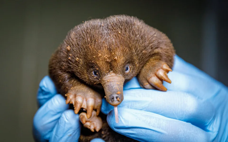 Mládě ježury australské roste jako z vody. Je první svého druhu v pražské zoo