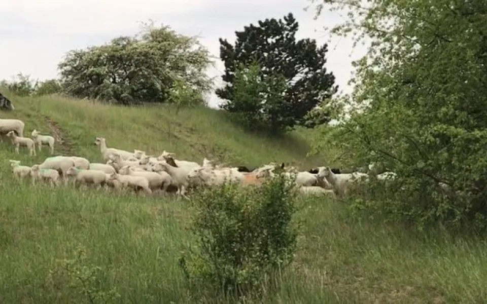 Krávy, ovce i kozy se opět pasou v Praze. Podívejte se, kde na ně můžete narazit