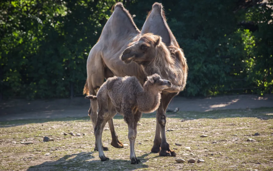 Nový přírůstek v pražské zoo. Do velbloudí rodiny přibyla samička