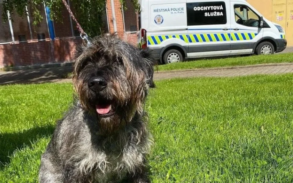 Strážníci v Praze hledají veterináře pro útulky s opuštěnými zvířaty