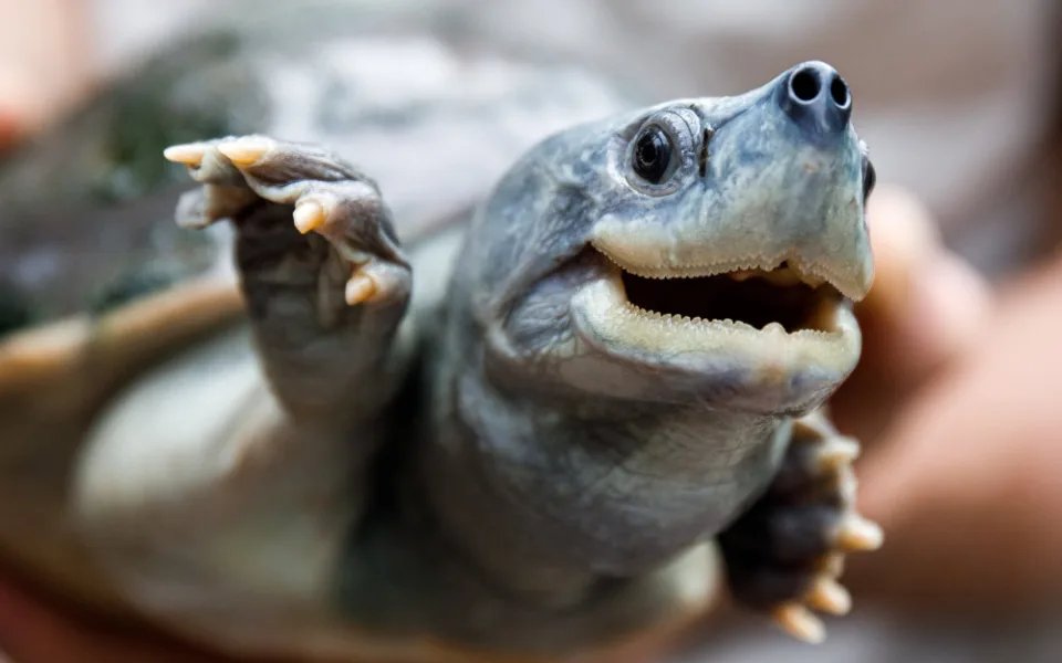 Nejohroženější želva je k vidění v pražské zoo
