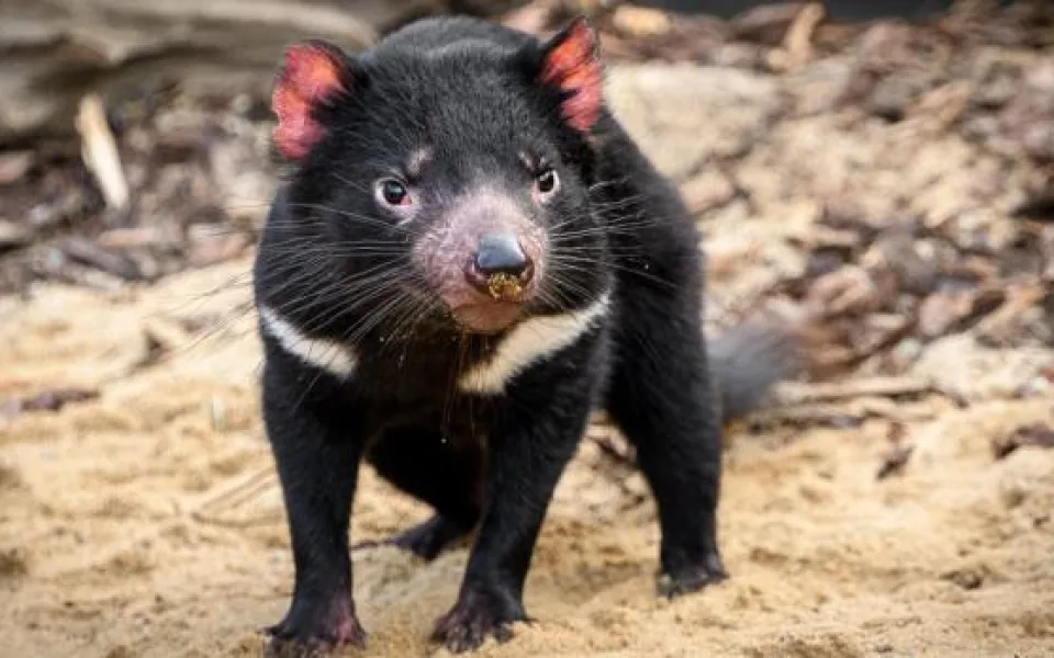 Návštěvníci pražské zoo mohou nově sledovat krmení tasmánských čertů
