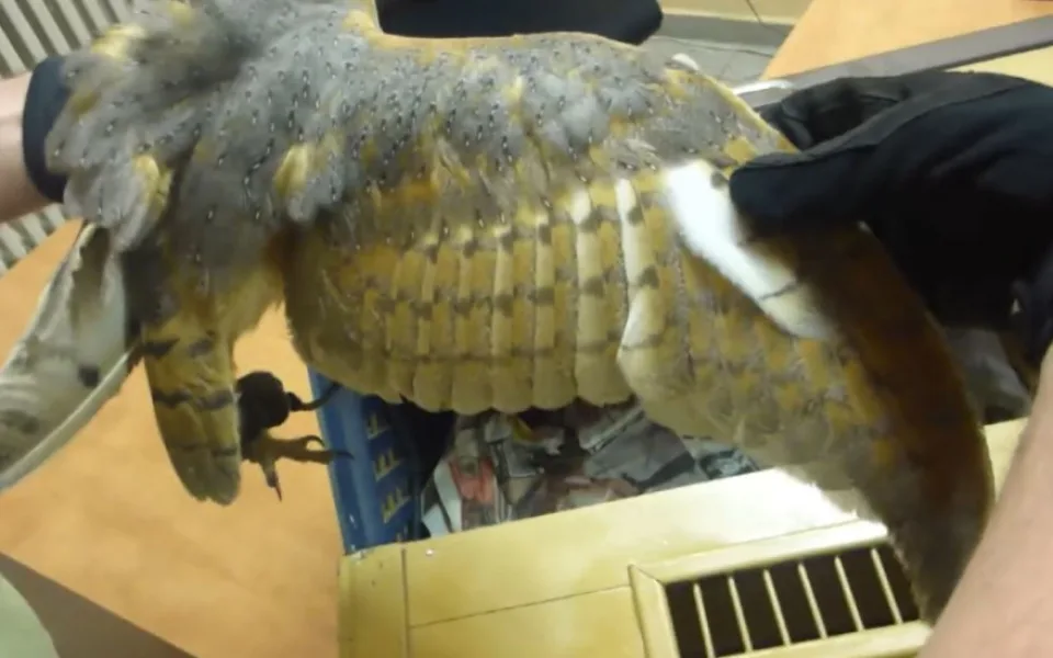 Cizinec nabízel lidem fotku s ohroženou sovou. Když uviděl policii, schoval ji pod triko