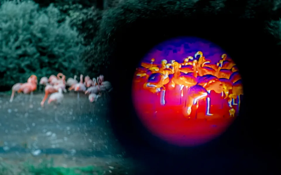 Pražská zoo chystá noční prohlídky. Lidé budou moci zvířata sledovat termokamerami
