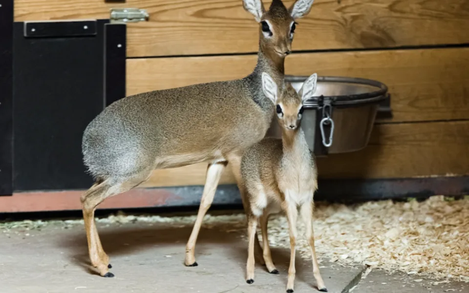 Mládě nejmenší antilopy na světě je možné pozorovat v pražské zoo