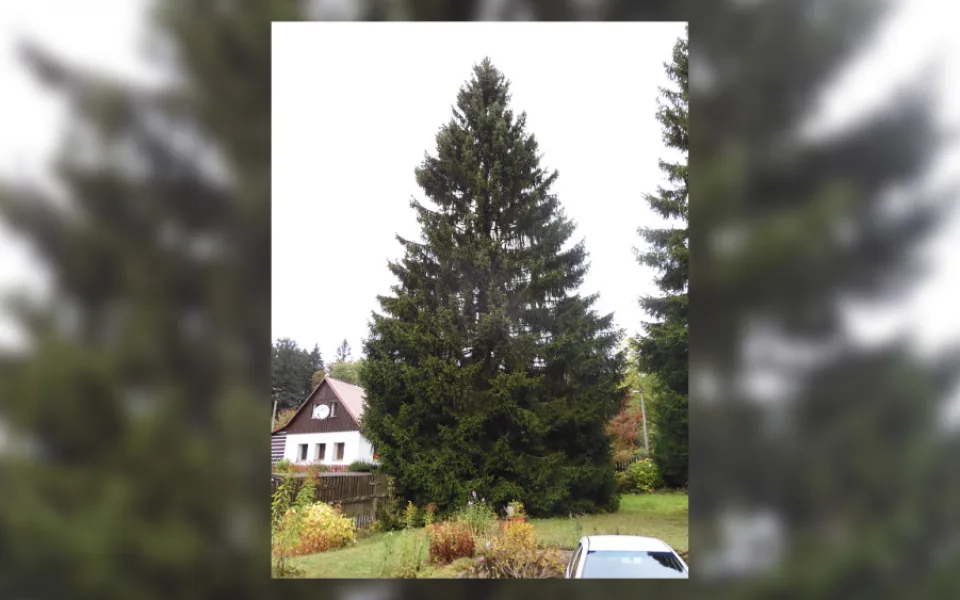 Smrk ztepilý, který letos ozdobí Staroměstské náměstí