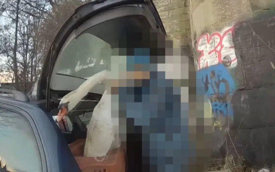 Muž odchytával labutě z Vltavy a dával si je do auta. Vymlouval se, že je veterinář