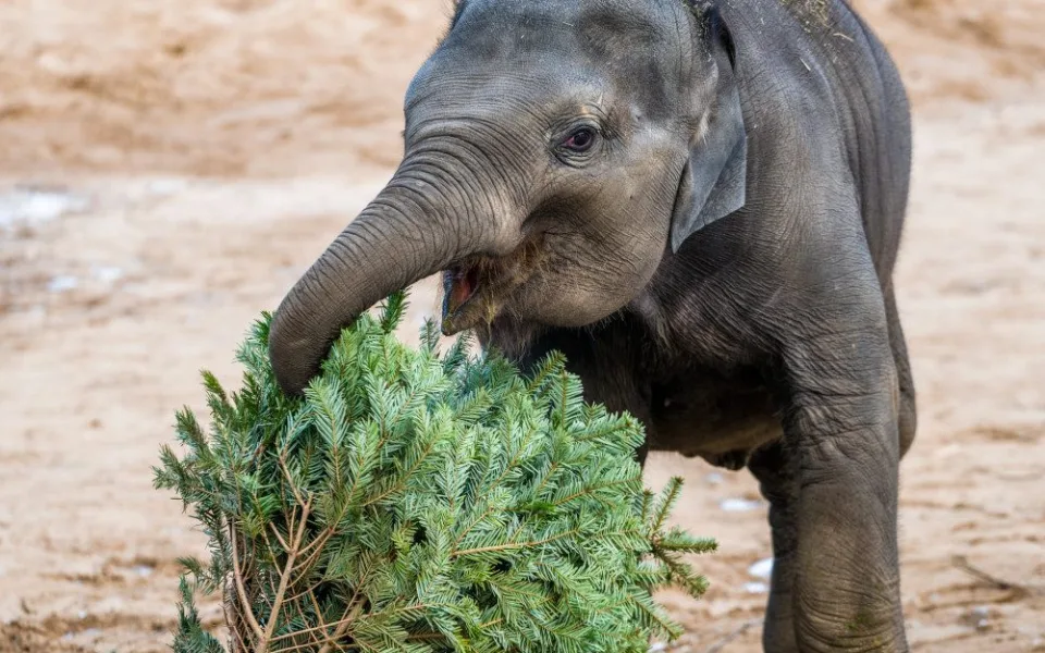 Zvířata v pražské zoo si pochutnávají na vánočních stromech, které si před svátky nikdo nekoupil