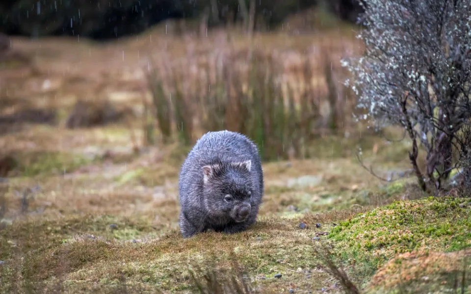 Pražská zoo tento týden návštěvníkům představí prvního vombata v České republice