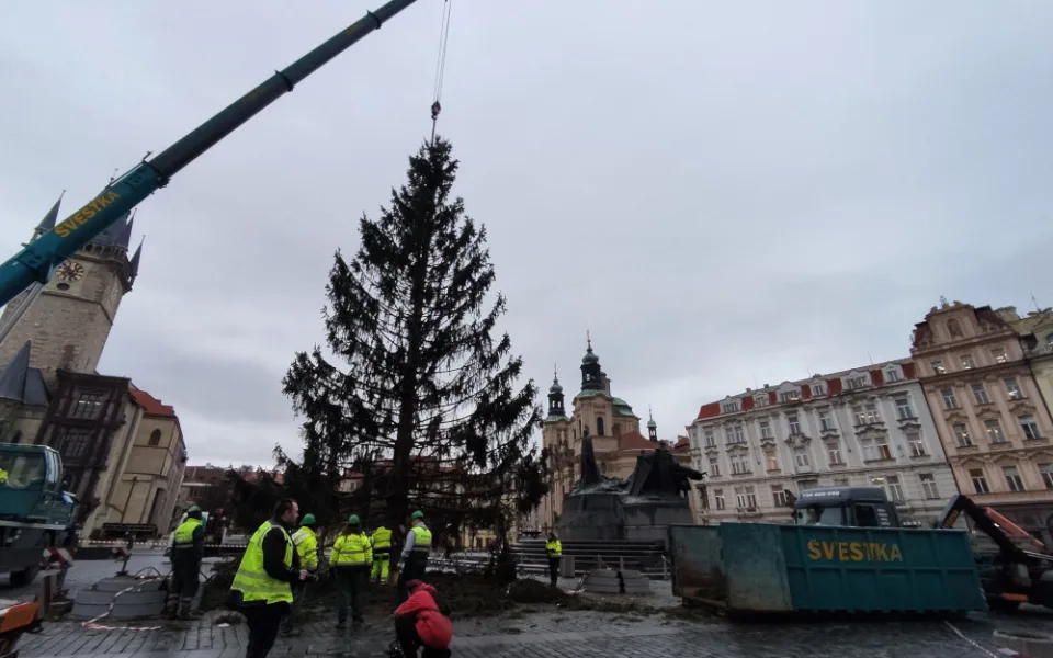 Vánoční strom na Staroměstském náměstí končí. Větve dostane pražská zoo, kmen studenti