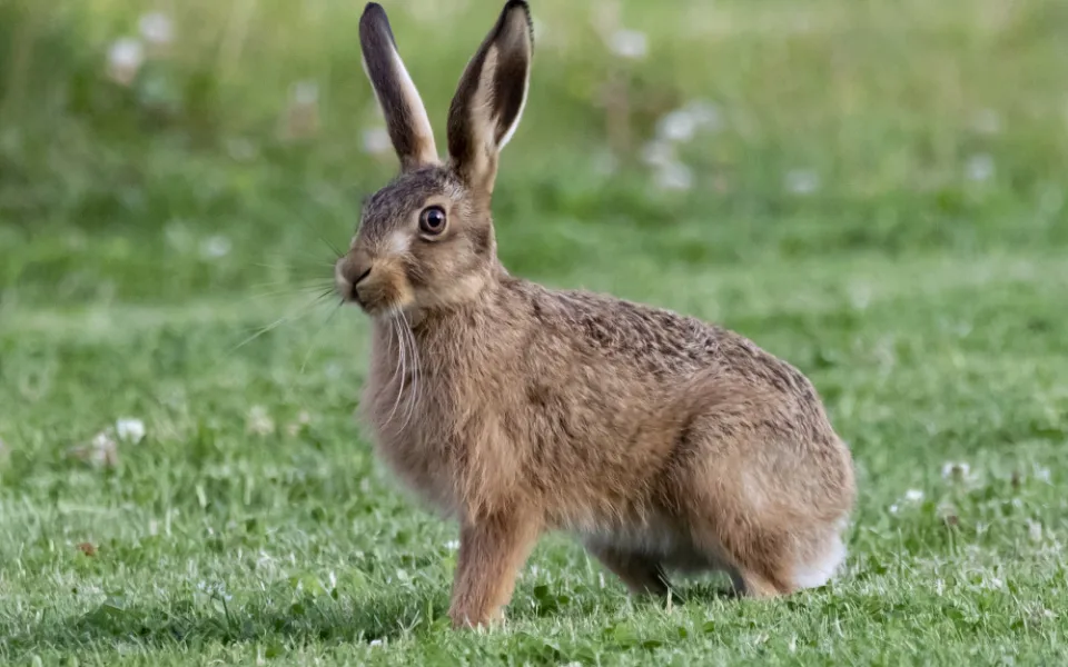 Krmné biopásy jsou přínosem pro řadu zvířat. Jejich pozitivní vliv potvrdili vědci