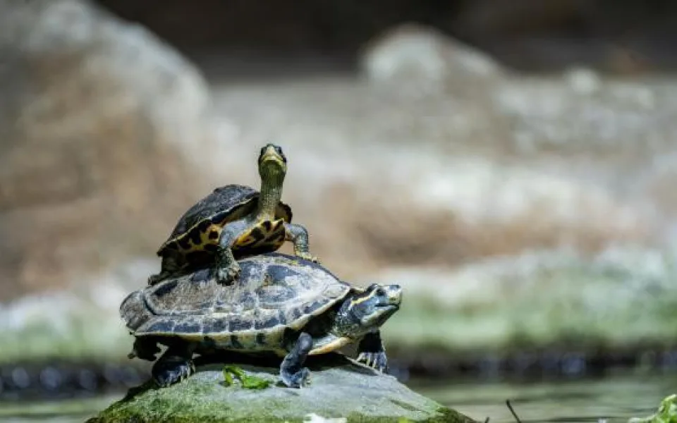 Nevíte, jak a čím krmit želvy? Dorazte na Den chovatelů želv v pražské zoo, kde zjistíte vše potřebné