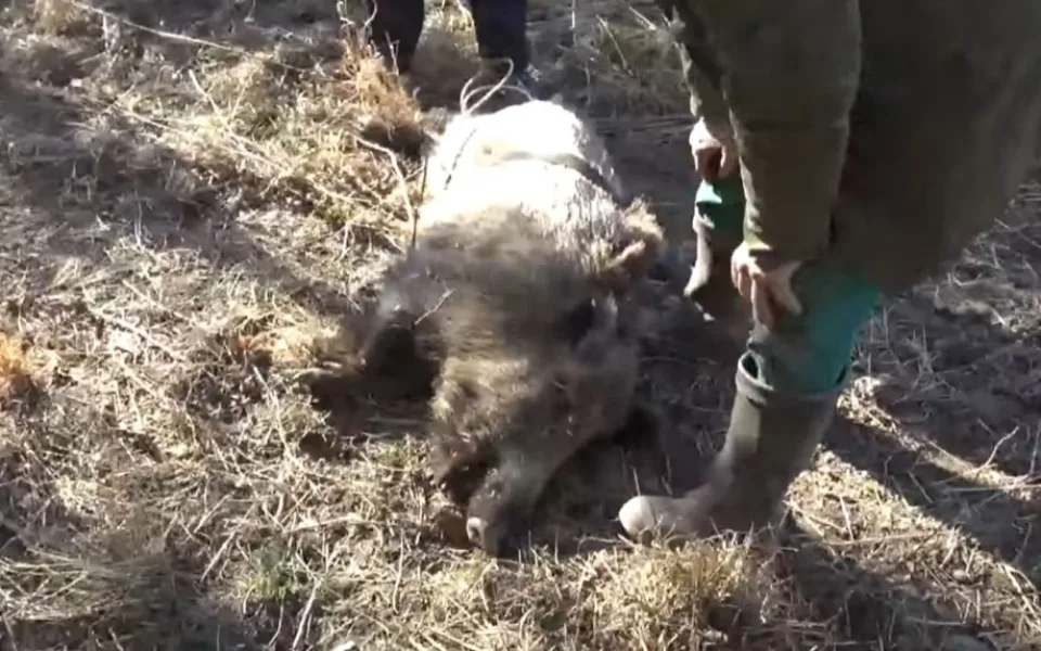 VIDEO: Zraněný agresivní divočák v Praze ohrožoval kolemjdoucí. Myslivec ho zastřelil