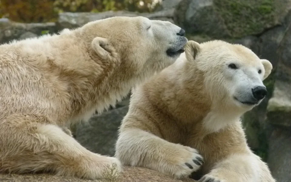 V pražské zoo oslaví Mezinárodní den ledních medvědů. Návštěvníci se mohou těšit na přednášky či předání daru