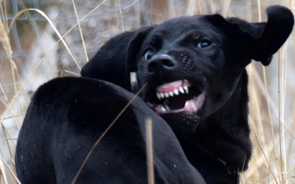 Veterináři varují: Psi neznámého původu z Ukrajiny mohou do ČR zavléct vzteklinu