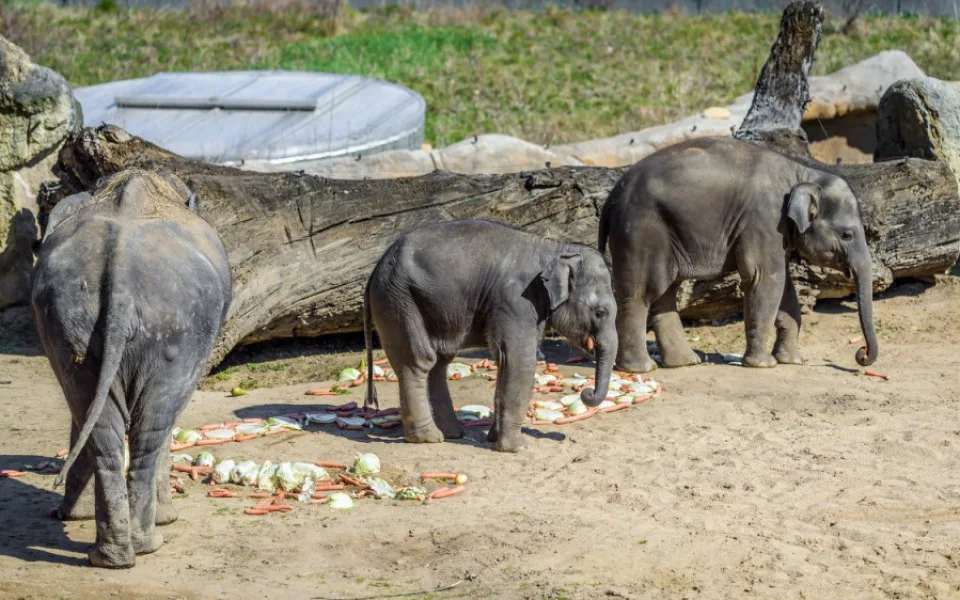 Zoo Praha