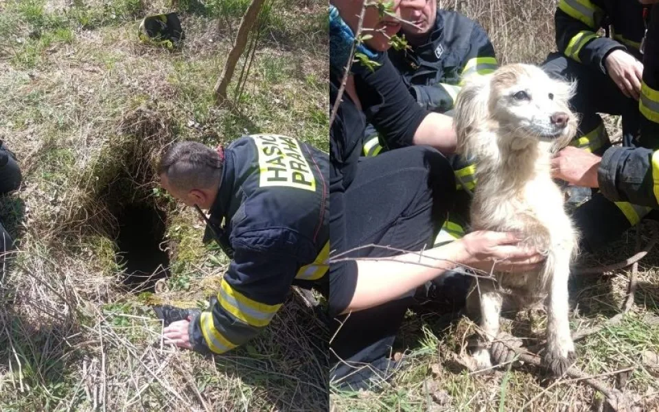 Pes uvízl ve třímetrové šachtě. Ke šťastné paničce se vrátil díky hasičům