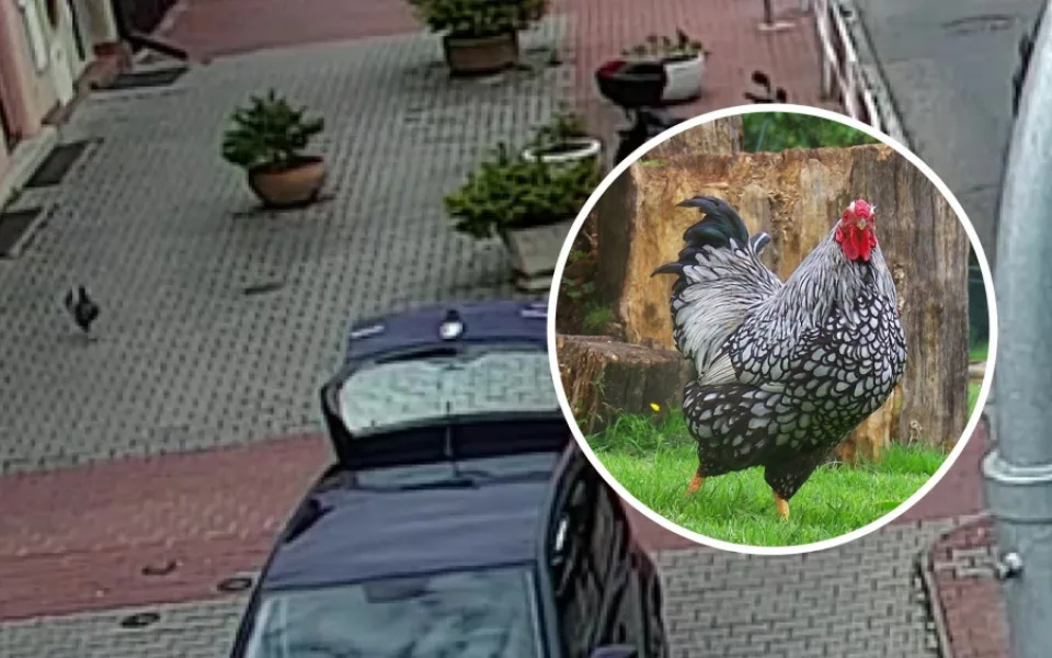 Kohouta neukradli, procházel se po Kbelích.