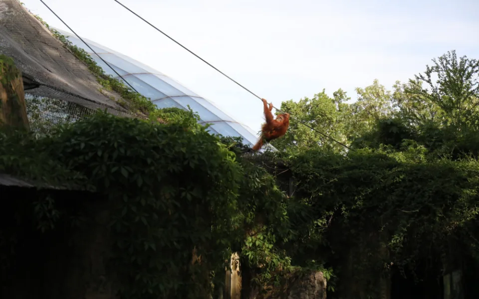 Orangutani si užili chvíli svobody.