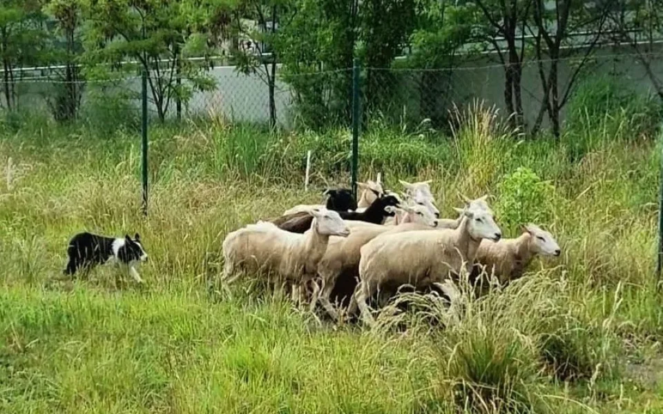 Stádo ovcí se pase na Žižkově.