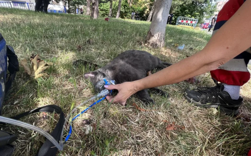 VIDEO: Při požáru bytu v Praze se zranili dva lidé. Kočka požár nepřežila