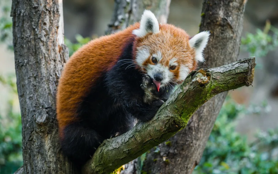 Jerry se přestěhoval z olomoucké zoo.