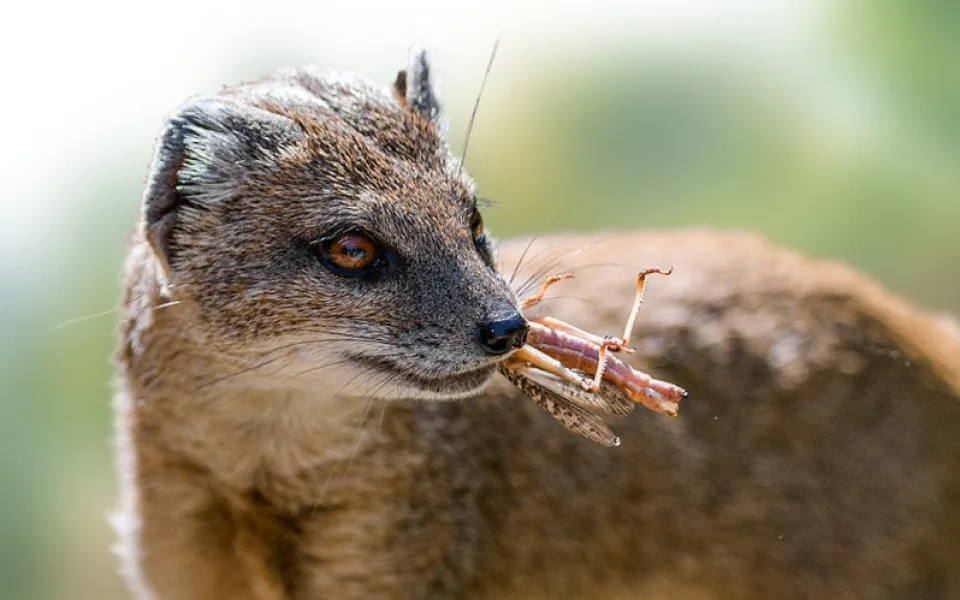 Hmyzí hody v pražské zoo