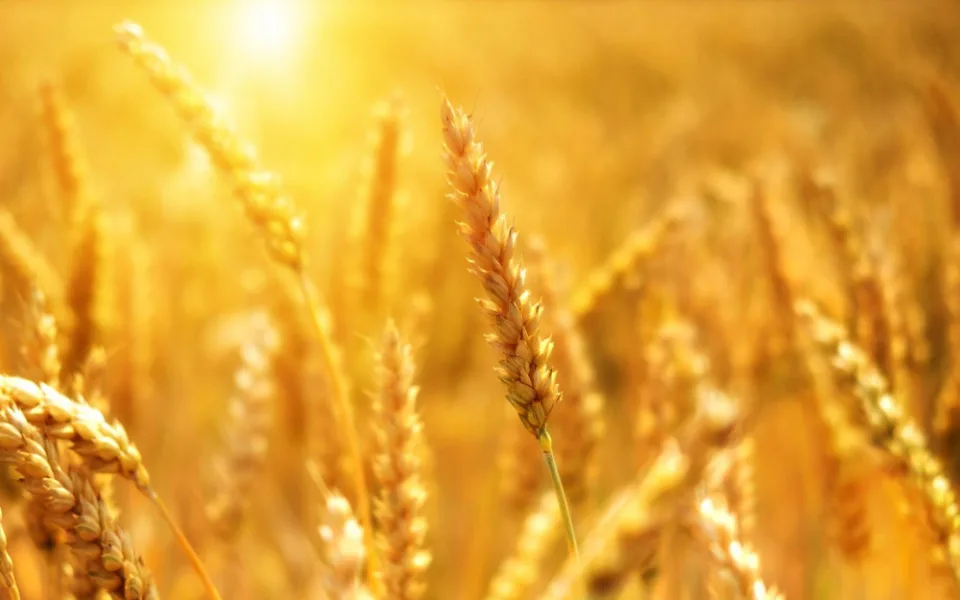 Více dotací za méně pesticidů. Pěstitelé zeleniny a ovoce budou mít od příštího roku nová pravidla