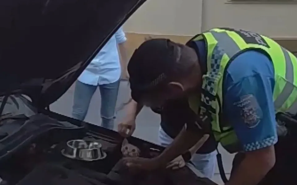 Kočka vyvázla bez zranění.