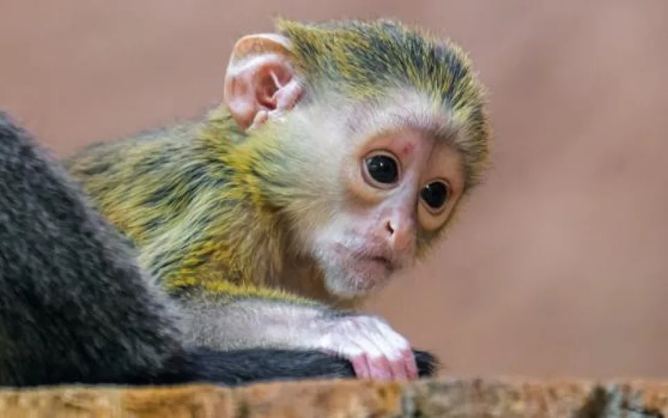 Kočkodanní mimino v Zoo