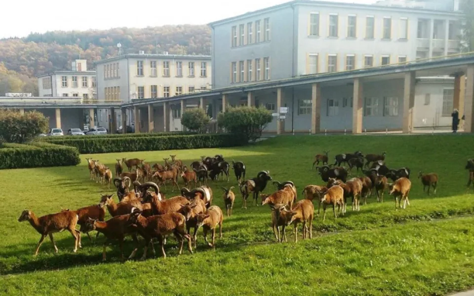 Jak se točí mufloni v nemocnici? Předstírali jsme nezájem, říká režisér Planety Praha