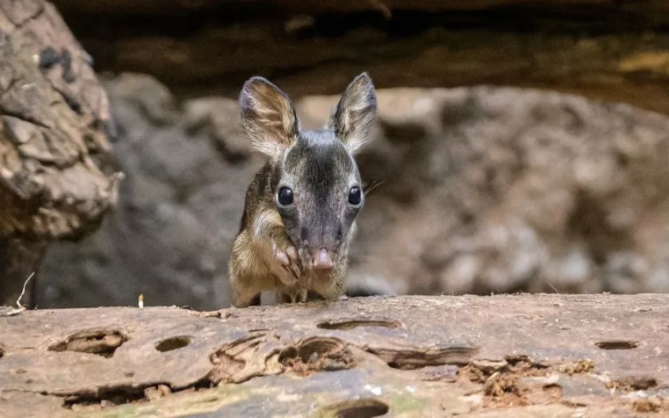 V pražské zoo se narodil klokánek krysí. Jde o světový úspěch