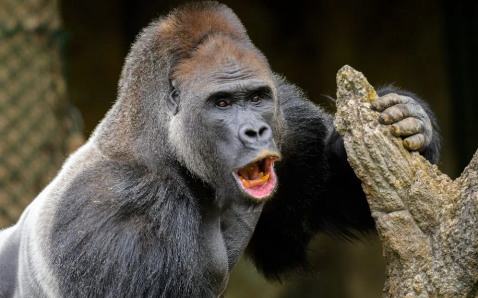 Kisumu ještě v rakouské zoo.