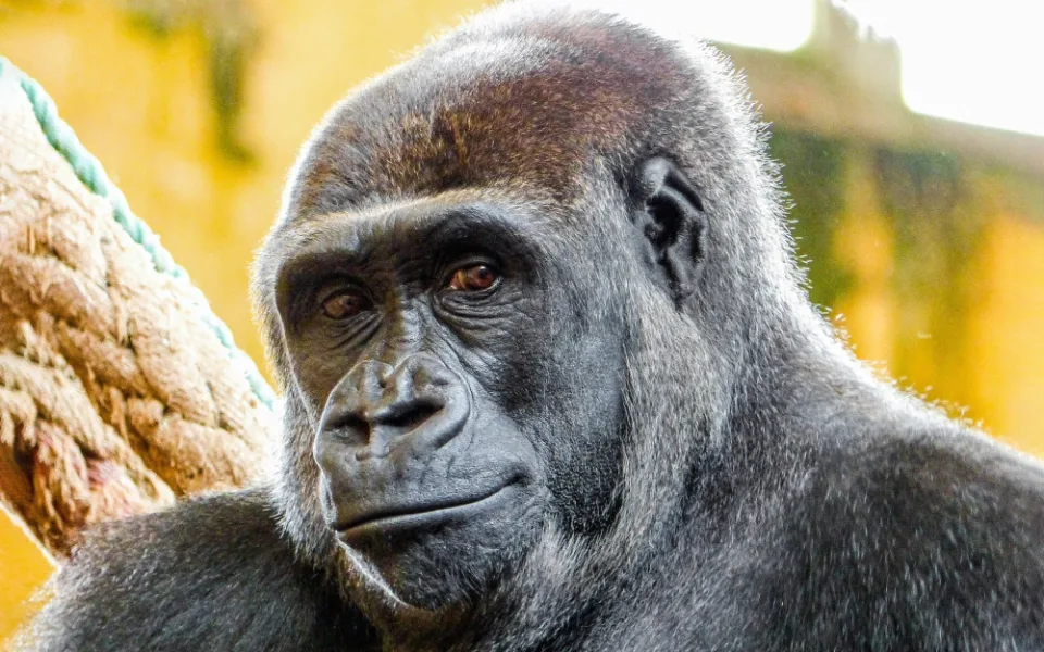 Pražská zoo doufá, že Duni bude mít v novém pavilonu mláďata.