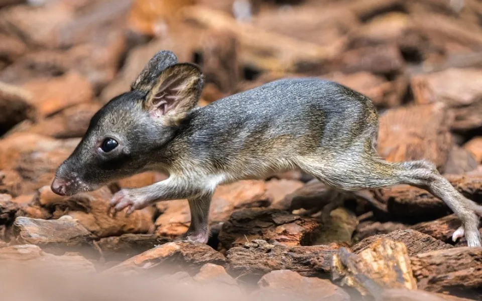 V pražské zoo letos přišlo na svět přes 1200 mláďat