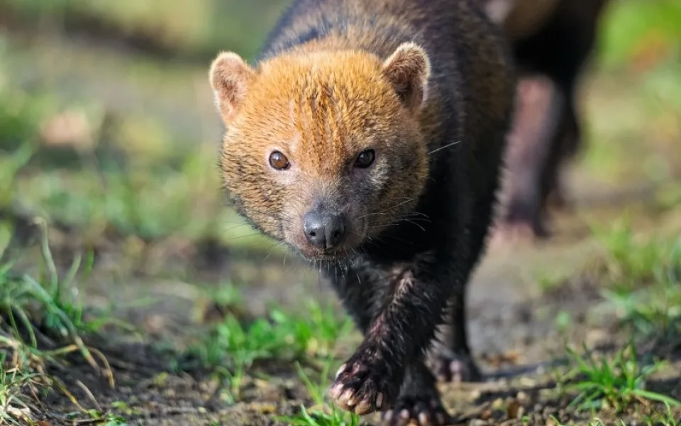 Pražská zoo má novou samici psa pralesního. Přicestovala z Francie