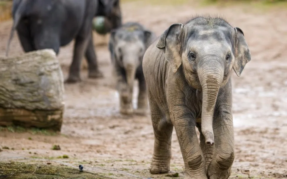 V pražské zoo zemřelo nejmladší slůně. Amalee podlehla slonímu herpesu