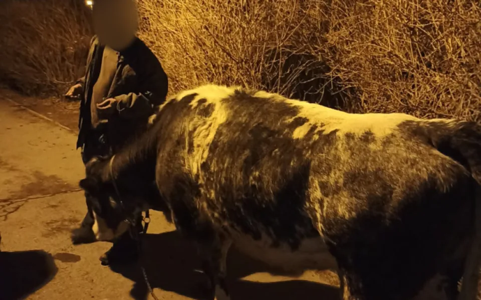 Pasák v Praze venčil krávu. Když uklízel kravince, nadával strážníkům